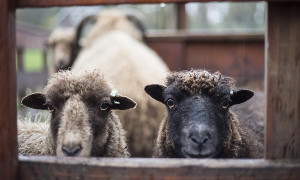 schapen buurtboerderij westerpark regenboog groep amsterdam sociaal maatschappelijk